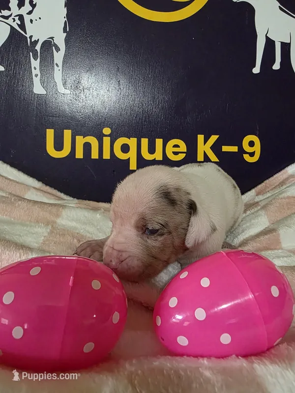 Female two  – Catahoula Leopard Dog puppy for sale in Childersburg, AL