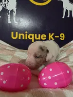 Female two , a female Catahoula Leopard Dog for sale in Childersburg, AL – Photo 1 of 4