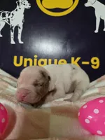 Female two , a female Catahoula Leopard Dog for sale in Childersburg, AL – Photo 3 of 4