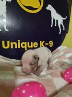 Female two , a female Catahoula Leopard Dog for sale in Childersburg, AL – Photo 4 of 4