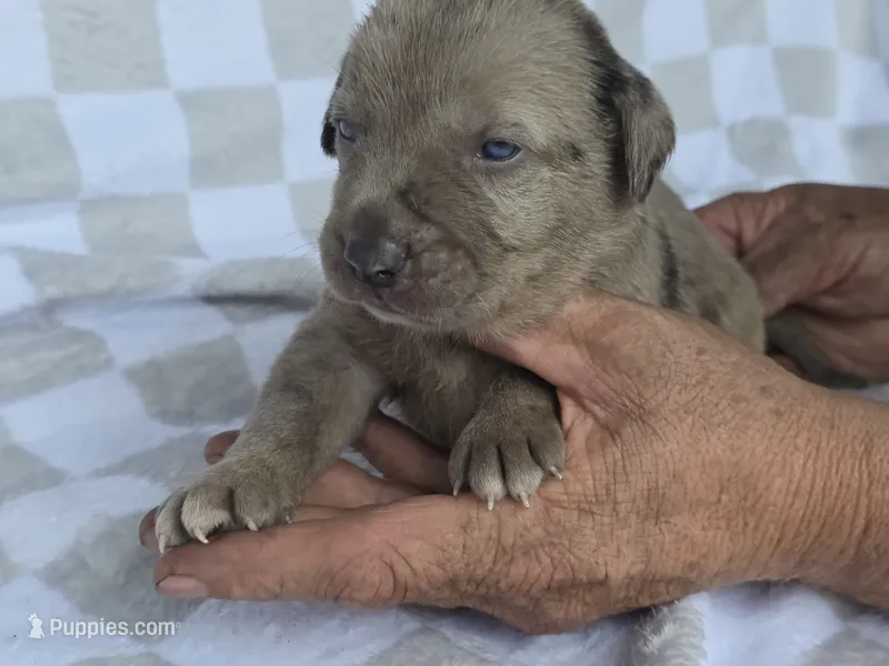 Loretta four – Catahoula Leopard Dog puppy for sale in Childersburg, AL