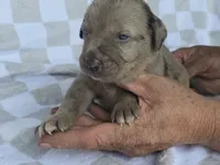 Loretta four, a male Catahoula Leopard Dog for sale in Childersburg, AL – 1 of 4
