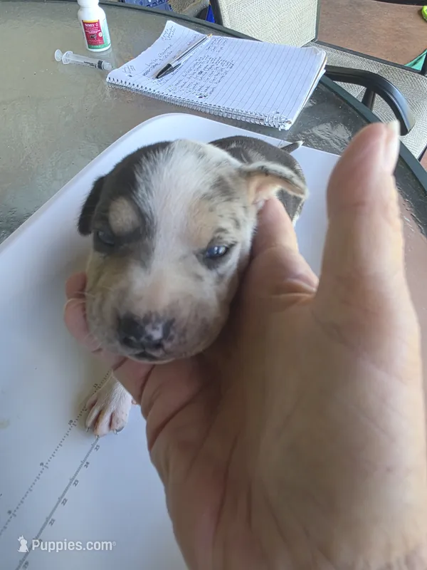 Male two Lucille  – Catahoula Leopard Dog puppy for sale in Childersburg, AL