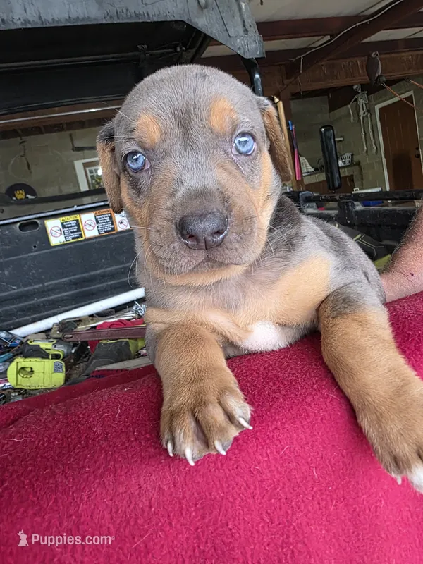 Loretta three  – Catahoula Leopard Dog puppy for sale in Childersburg, AL
