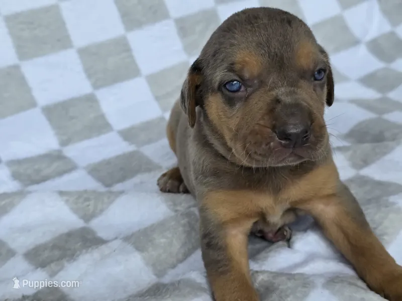 Loretta five – Catahoula Leopard Dog puppy for sale in Childersburg, AL