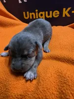 Male one Lucille , a male Catahoula Leopard Dog for sale in Childersburg, AL – 2 of 4