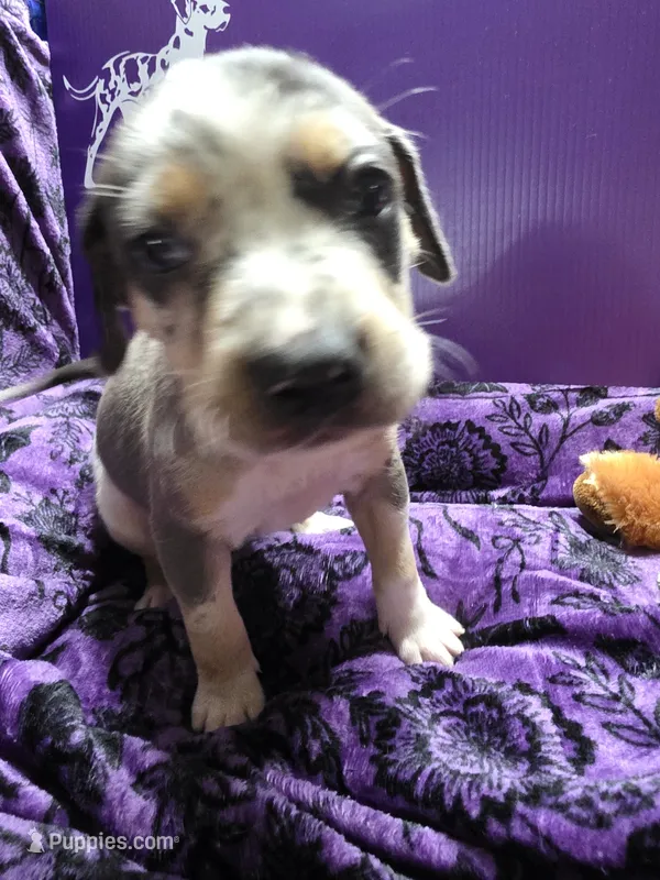 Female seven Lucille  – Catahoula Leopard Dog puppy for sale in Childersburg, AL