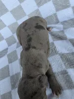 Loretta one, a female Catahoula Leopard Dog for sale in Childersburg, AL – 3 of 3