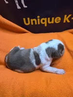 Female five Lucille , a female Catahoula Leopard Dog for sale in Childersburg, AL – 3 of 4