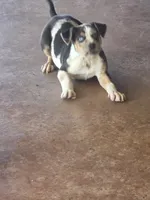 Lucille #3, a male Catahoula Leopard Dog for sale in Childersburg, AL – 2 of 5