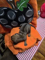 "Simon", a male Rhodesian Ridgeback for sale in Childersburg, AL – 3 of 3