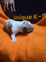 Female four Lucille , a female Catahoula Leopard Dog for sale in Childersburg, AL – 3 of 4