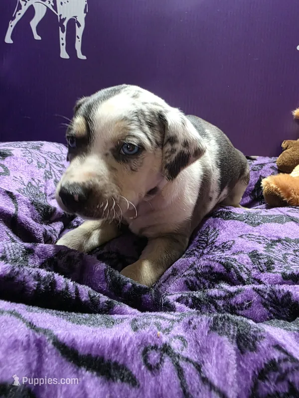 Male three Lucille  – Catahoula Leopard Dog puppy for sale in Childersburg, AL