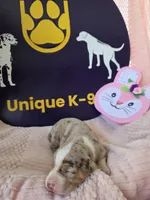 Female two Wilma , a female Catahoula Leopard Dog for sale in Childersburg, AL – Photo 3 of 4