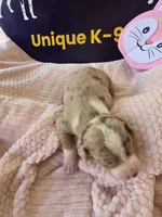 Female two Wilma , a female Catahoula Leopard Dog for sale in Childersburg, AL – Photo 2 of 4