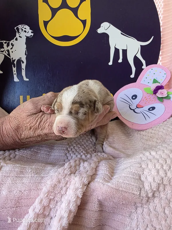 Female two Wilma  – Catahoula Leopard Dog puppy for sale in Childersburg, AL
