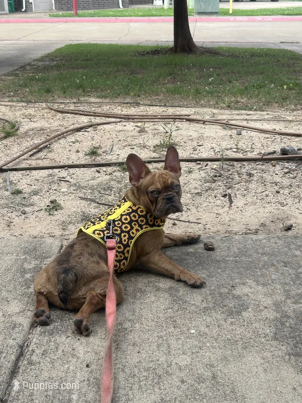 Queen – French Bulldog puppy for sale in Nash, TX
