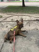 Queen, a female French Bulldog for sale in Nash, TX – 1 of 2