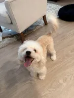 Charles, a male Maltipoo for sale in Irvine, CA – Photo 6 of 8