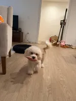 Charles, a male Maltipoo for sale in Irvine, CA – Photo 4 of 8