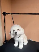 Charles, a male Maltipoo for sale in Irvine, CA – Photo 7 of 8