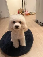 Charles, a male Maltipoo for sale in Irvine, CA – Photo 3 of 8