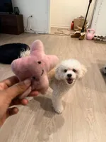 Charles, a male Maltipoo for sale in Irvine, CA – Photo 5 of 8