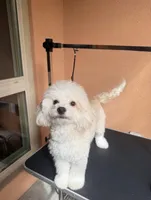 Charles, a male Maltipoo for sale in Irvine, CA – Photo 8 of 8