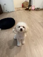 Charles, a male Maltipoo for sale in Irvine, CA – Photo 2 of 8