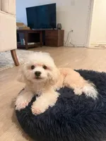 Charles, a male Maltipoo for sale in Irvine, CA – Photo 1 of 8