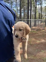 Tan, a male Golden Retriever for sale in Sumter, SC – Photo 2 of 2