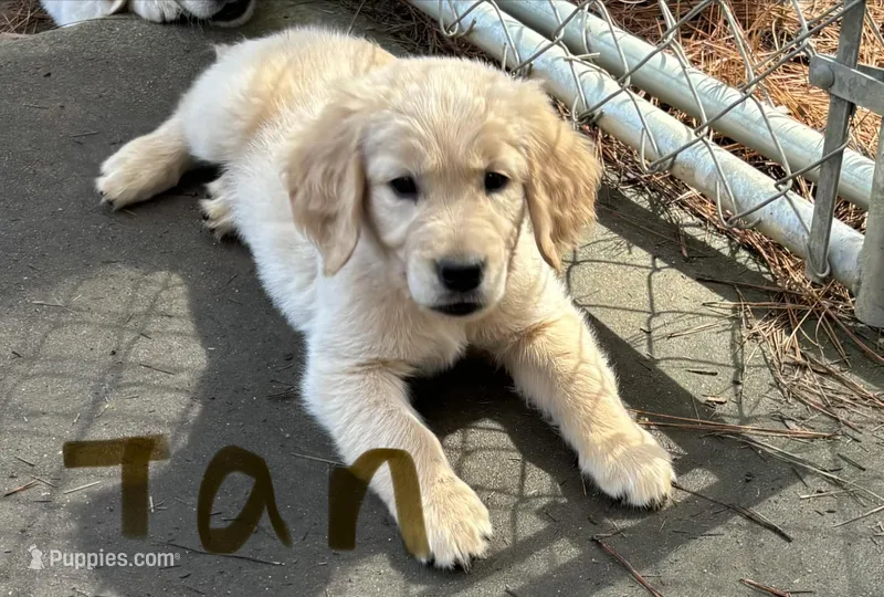Tan – Golden Retriever puppy for sale in Sumter, SC