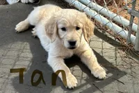 Tan, a male Golden Retriever for sale in Sumter, SC – Photo 1 of 2