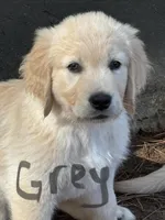 Grey , a male Golden Retriever for sale in Sumter, SC – Photo 2 of 2