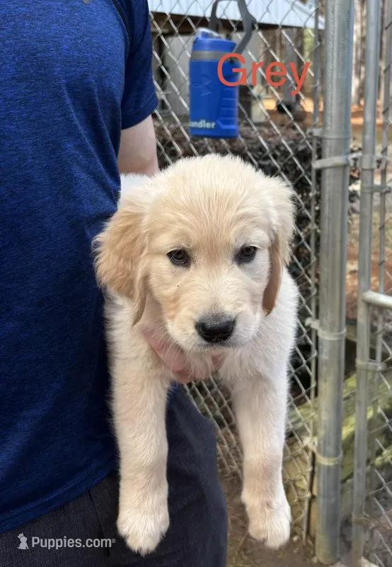 Grey  – Golden Retriever puppy for sale in Sumter, SC