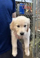 Grey , a male Golden Retriever for sale in Sumter, SC – Photo 1 of 2