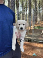 Dark Blue , a male Golden Retriever for sale in Sumter, SC – Photo 2 of 2