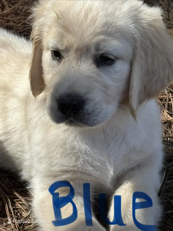 Dark Blue  – Golden Retriever puppy for sale in Sumter, SC