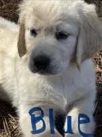 Dark Blue , a male Golden Retriever for sale in Sumter, SC – Photo 1 of 2