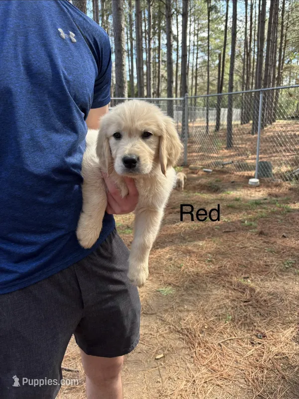Red – Golden Retriever puppy for sale in Sumter, SC