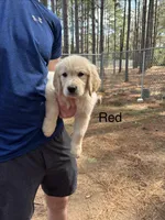 Red, a male Golden Retriever for sale in Sumter, SC – Photo 1 of 2