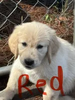 Red, a male Golden Retriever for sale in Sumter, SC – Photo 2 of 2