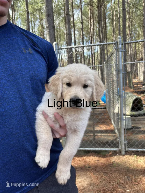 Light blue/teal – Golden Retriever puppy for sale in Sumter, SC