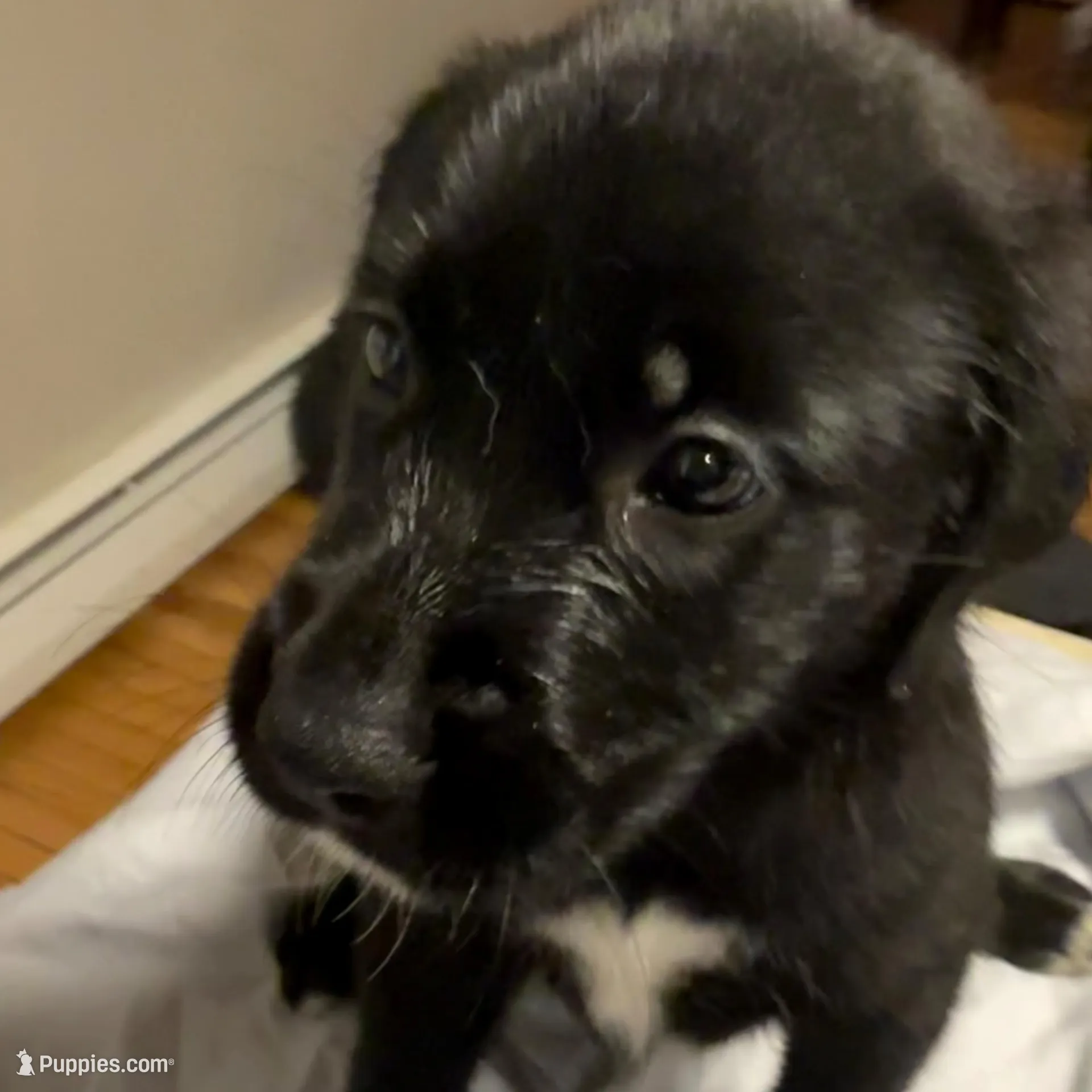 Jelly  – Labrador Retriever puppy for sale in Warwick, RI