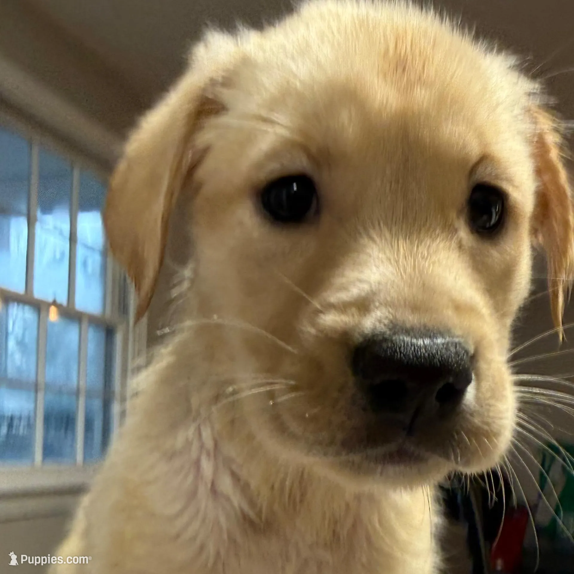 Leia, a female Labrador Retriever for sale in Warwick, RI – Photo 3 of 9