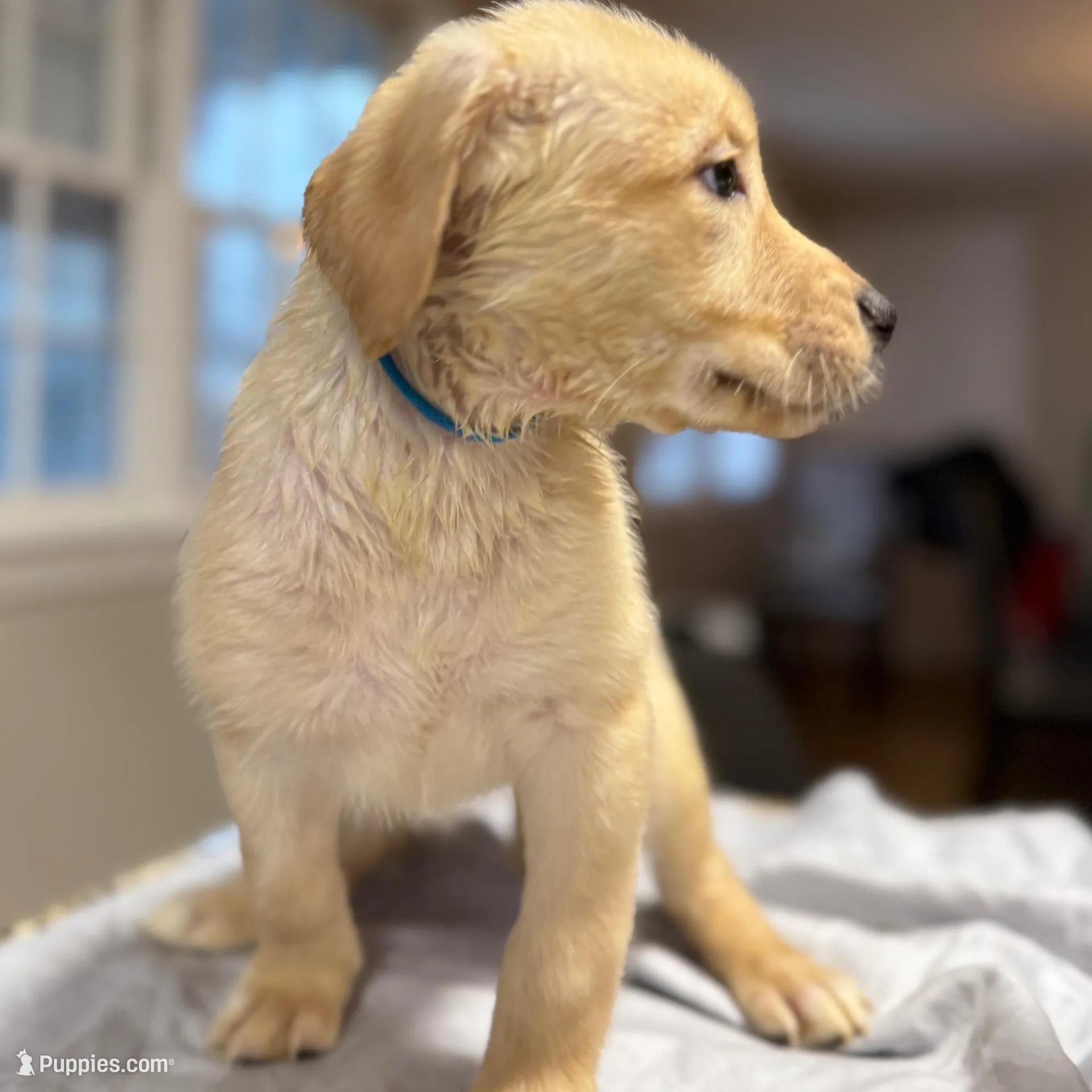 Leia, a female Labrador Retriever for sale in Warwick, RI – Photo 6 of 9