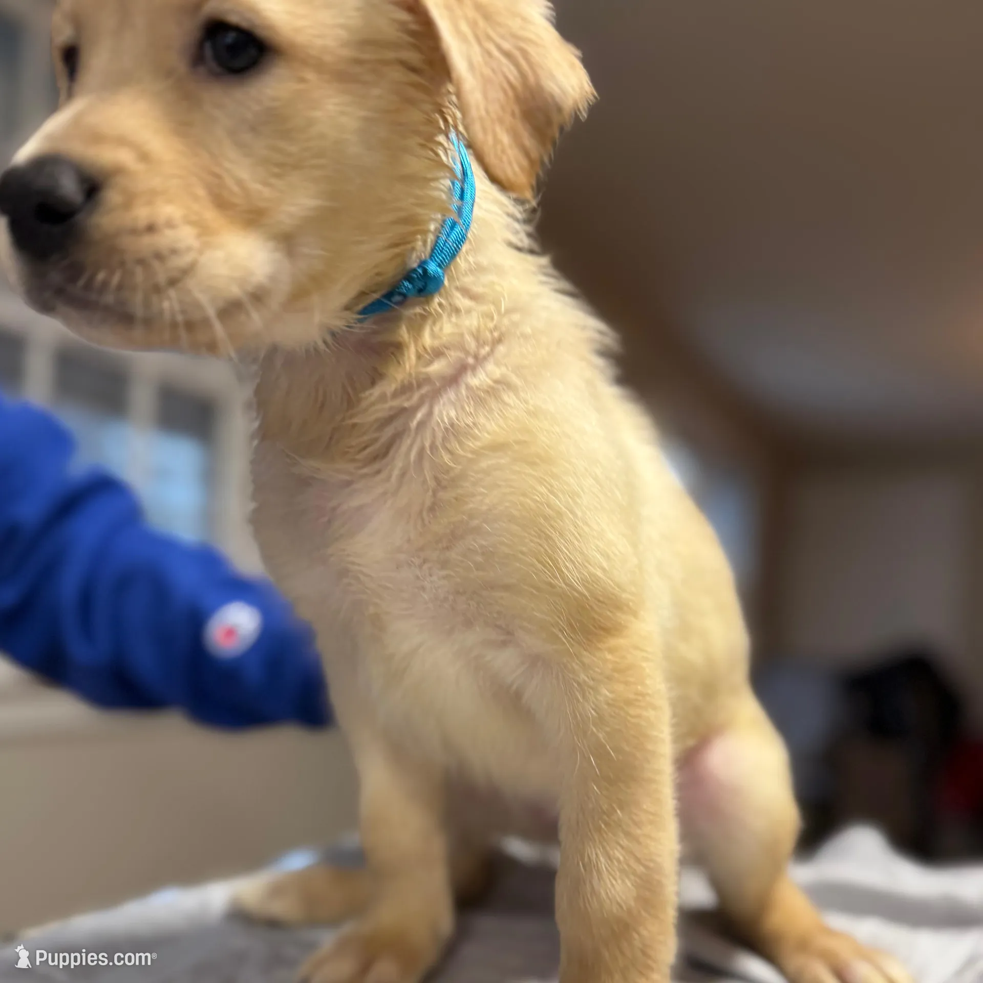 Leia, a female Labrador Retriever for sale in Warwick, RI – Photo 5 of 9