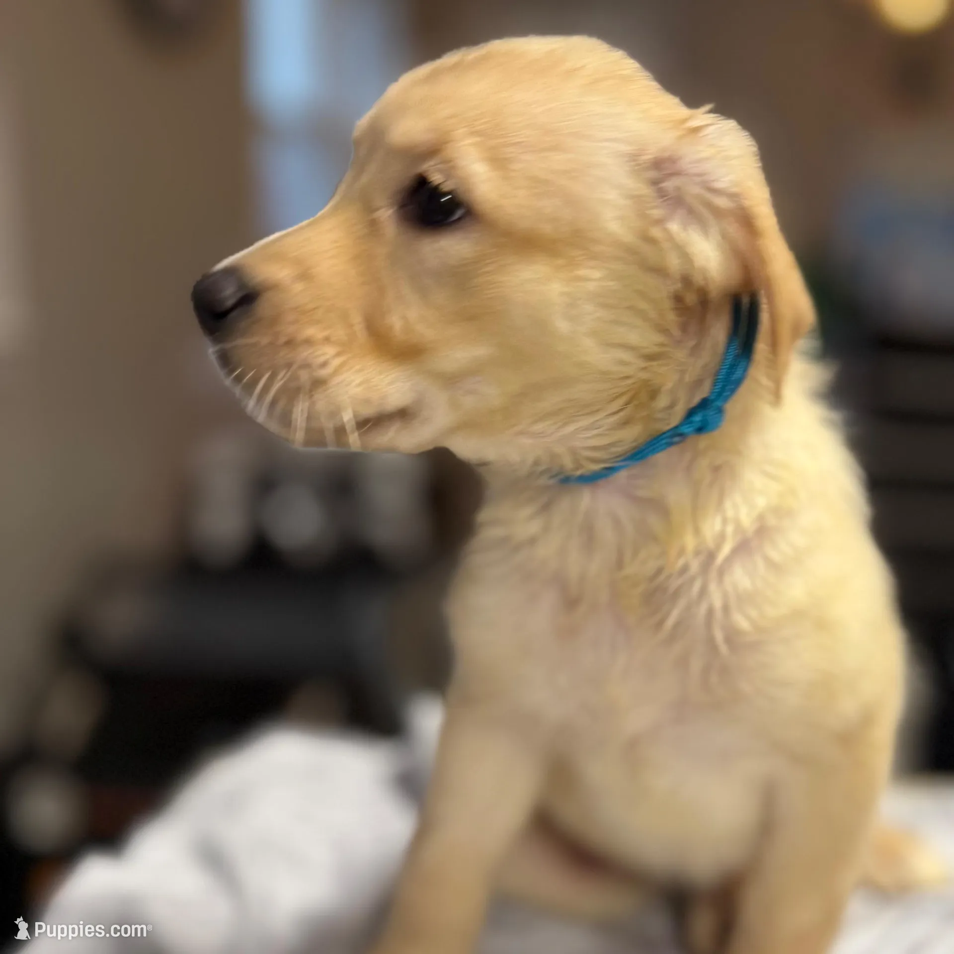 Leia, a female Labrador Retriever for sale in Warwick, RI – Photo 2 of 9