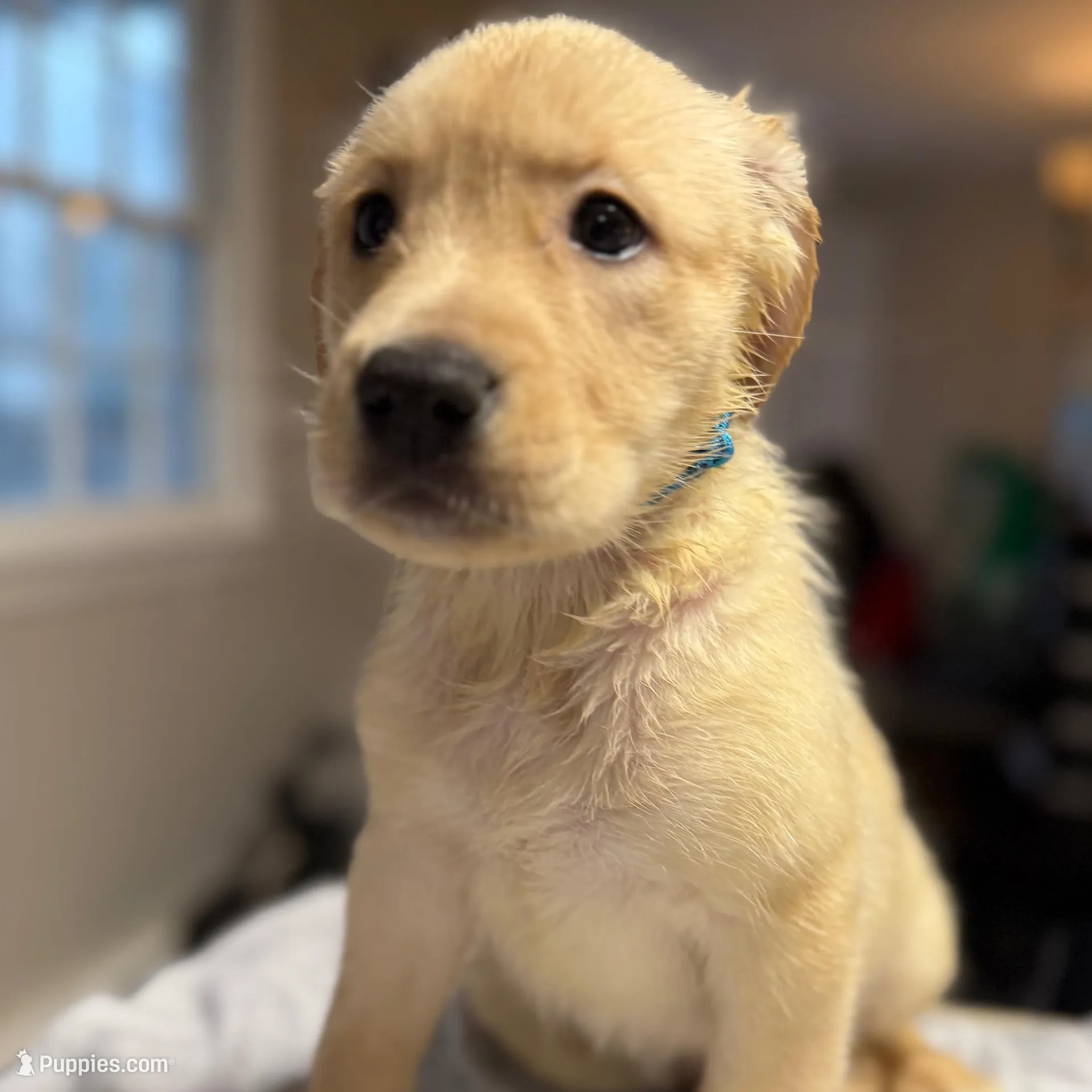 Leia, a female Labrador Retriever for sale in Warwick, RI – Photo 4 of 9