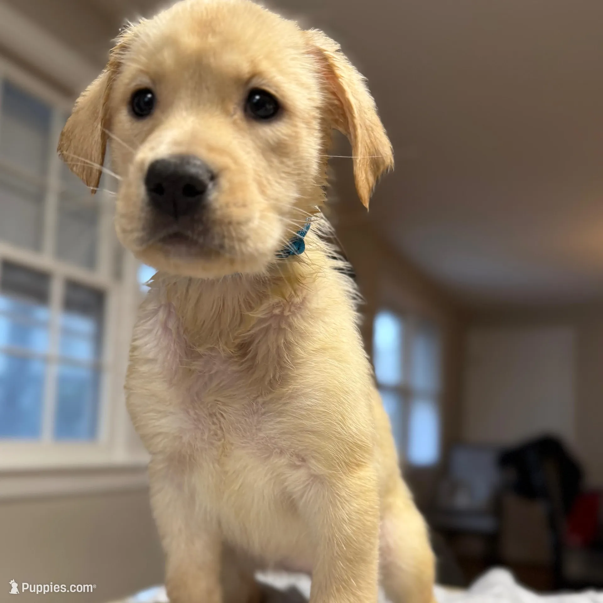 Leia, a female Labrador Retriever for sale in Warwick, RI – Photo 9 of 9